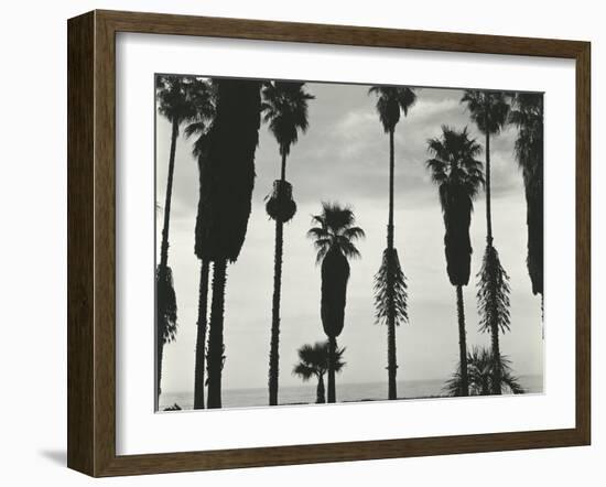Palm Trees, Santa Barbara, California, 1958-Brett Weston-Framed Premium Photographic Print