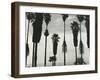 Palm Trees, Santa Barbara, California, 1958-Brett Weston-Framed Premium Photographic Print