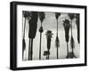 Palm Trees, Santa Barbara, California, 1958-Brett Weston-Framed Premium Photographic Print