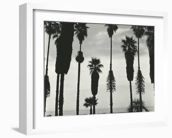 Palm Trees, Santa Barbara, California, 1958-Brett Weston-Framed Premium Photographic Print