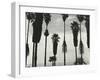 Palm Trees, Santa Barbara, California, 1958-Brett Weston-Framed Premium Photographic Print