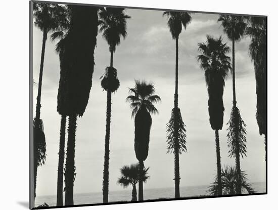 Palm Trees, Santa Barbara, California, 1958-Brett Weston-Mounted Premium Photographic Print