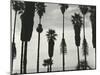 Palm Trees, Santa Barbara, California, 1958-Brett Weston-Mounted Premium Photographic Print