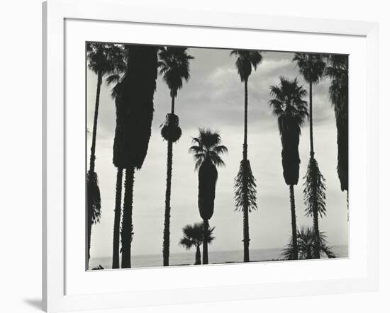 Palm Trees, Santa Barbara, California, 1958-Brett Weston-Framed Photographic Print