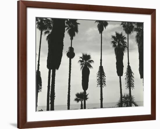 Palm Trees, Santa Barbara, California, 1958-Brett Weston-Framed Photographic Print