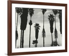 Palm Trees, Santa Barbara, California, 1958-Brett Weston-Framed Photographic Print