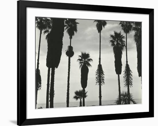 Palm Trees, Santa Barbara, California, 1958-Brett Weston-Framed Photographic Print