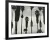 Palm Trees, Santa Barbara, California, 1958-Brett Weston-Framed Photographic Print