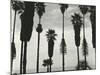 Palm Trees, Santa Barbara, California, 1958-Brett Weston-Mounted Photographic Print