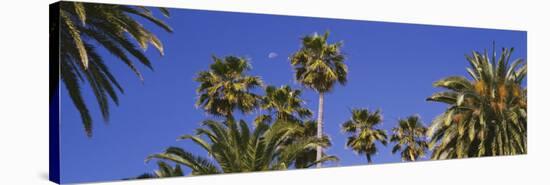 Palm Trees, Santa Monica, Los Angeles County, California, USA-null-Stretched Canvas