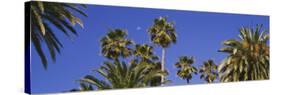 Palm Trees, Santa Monica, Los Angeles County, California, USA-null-Stretched Canvas