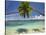 Palm Trees, Shangri-La Fijian Resort, Yanuca Island, Coral Coast, Viti Levu, Fiji, South Pacific-David Wall-Stretched Canvas