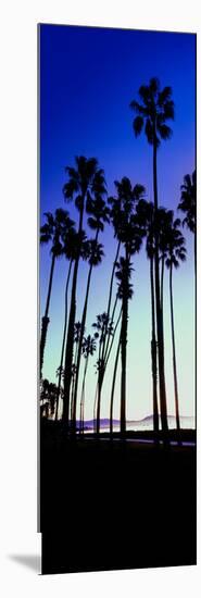 Palm Trees Silhouette at Sunrise, Santa Barbara, California, USA-null-Mounted Photographic Print