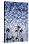 Palm Trees Silhouetted Against Puffy Clouds in San Diego, California-Chuck Haney-Stretched Canvas