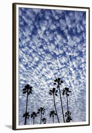 Palm Trees Silhouetted Against Puffy Clouds in San Diego, California-Chuck Haney-Framed Premium Photographic Print