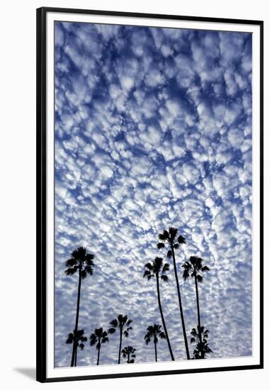 Palm Trees Silhouetted Against Puffy Clouds in San Diego, California-Chuck Haney-Framed Premium Photographic Print