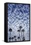 Palm Trees Silhouetted Against Puffy Clouds in San Diego, California-Chuck Haney-Framed Stretched Canvas