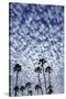 Palm Trees Silhouetted Against Puffy Clouds in San Diego, California-Chuck Haney-Stretched Canvas