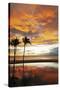 Palm trees silhouetted against red clouds during sunset over a beach at Flic en Flac-Stuart Forster-Stretched Canvas