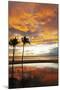 Palm trees silhouetted against red clouds during sunset over a beach at Flic en Flac-Stuart Forster-Mounted Photographic Print