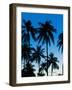 Palm Trees Silhouetted at Night, Sengiggi Beach, Lombok, Indonesia, Southeast Asia, Asia-Matthew Williams-Ellis-Framed Photographic Print