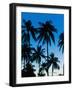 Palm Trees Silhouetted at Night, Sengiggi Beach, Lombok, Indonesia, Southeast Asia, Asia-Matthew Williams-Ellis-Framed Photographic Print