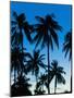 Palm Trees Silhouetted at Night, Sengiggi Beach, Lombok, Indonesia, Southeast Asia, Asia-Matthew Williams-Ellis-Mounted Photographic Print