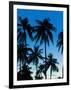 Palm Trees Silhouetted at Night, Sengiggi Beach, Lombok, Indonesia, Southeast Asia, Asia-Matthew Williams-Ellis-Framed Photographic Print