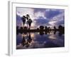 Palm Trees Silhouetted by Water at Sunset, Texas, USA-Rolf Nussbaumer-Framed Photographic Print