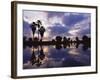 Palm Trees Silhouetted by Water at Sunset, Texas, USA-Rolf Nussbaumer-Framed Photographic Print