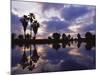 Palm Trees Silhouetted by Water at Sunset, Texas, USA-Rolf Nussbaumer-Mounted Photographic Print