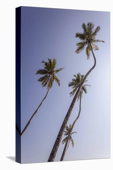 Palm Trees, Talpe, Sri Lanka, Asia-Charlie-Stretched Canvas