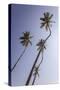 Palm Trees, Talpe, Sri Lanka, Asia-Charlie-Stretched Canvas