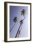 Palm Trees, Talpe, Sri Lanka, Asia-Charlie-Framed Photographic Print