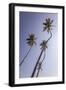 Palm Trees, Talpe, Sri Lanka, Asia-Charlie-Framed Photographic Print