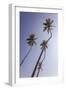 Palm Trees, Talpe, Sri Lanka, Asia-Charlie-Framed Photographic Print