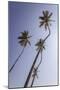 Palm Trees, Talpe, Sri Lanka, Asia-Charlie-Mounted Photographic Print