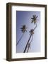 Palm Trees, Talpe, Sri Lanka, Asia-Charlie-Framed Photographic Print