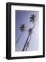 Palm Trees, Talpe, Sri Lanka, Asia-Charlie-Framed Photographic Print