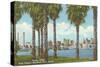 Palm Trees, Tampa, Florida-null-Stretched Canvas