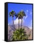 Palm Trees with San Jacinto Peak in Background, Palm Springs, California, USA-DeFreitas Michael-Framed Stretched Canvas