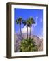 Palm Trees with San Jacinto Peak in Background, Palm Springs, California, USA-DeFreitas Michael-Framed Photographic Print