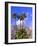 Palm Trees with San Jacinto Peak in Background, Palm Springs, California, USA-DeFreitas Michael-Framed Photographic Print