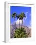 Palm Trees with San Jacinto Peak in Background, Palm Springs, California, USA-DeFreitas Michael-Framed Photographic Print