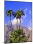 Palm Trees with San Jacinto Peak in Background, Palm Springs, California, USA-DeFreitas Michael-Mounted Photographic Print