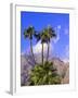 Palm Trees with San Jacinto Peak in Background, Palm Springs, California, USA-DeFreitas Michael-Framed Photographic Print