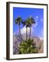 Palm Trees with San Jacinto Peak in Background, Palm Springs, California, USA-DeFreitas Michael-Framed Photographic Print