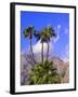 Palm Trees with San Jacinto Peak in Background, Palm Springs, California, USA-DeFreitas Michael-Framed Photographic Print