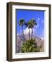 Palm Trees with San Jacinto Peak in Background, Palm Springs, California, USA-DeFreitas Michael-Framed Photographic Print