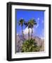 Palm Trees with San Jacinto Peak in Background, Palm Springs, California, USA-DeFreitas Michael-Framed Photographic Print